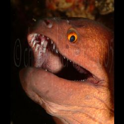 Flower Island, Thailand. Giant or Yellow Margin Moray hid... by Christopher Ward 